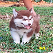 ไซบีเรียน เพศผู้ สีคอป น่ารัก แข็งแรง ราคาไม่แพง จัดส่งฟรี