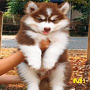 น้องหมาไซบีเรียน เพศผู้ สีน้ำตาล โครงสร้างใหญ่ ตัวอ้วน ราคาไม่แพง จัดส่งฟรี