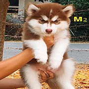 ไซบีเรียน เพศผู้ สีคอป 2 ตัว โครงสร้างใหญ่ น่ารัก แข็งแรง ราคาไม่แพง จัดส่งฟรี