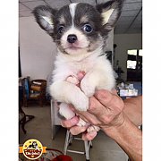 ชิวาวาเด็กชาย สีขาวบลู มีคิ้ว ไซส์เล็ก สวยๆ