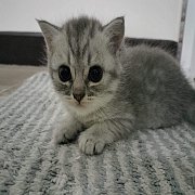 เปิดจอง ดญ.สกอตติชโฟลด์