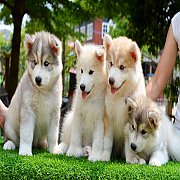 ลูกไซบีเรียนแท้ 100% ส่งฟรีถึงหน้าบ้าน