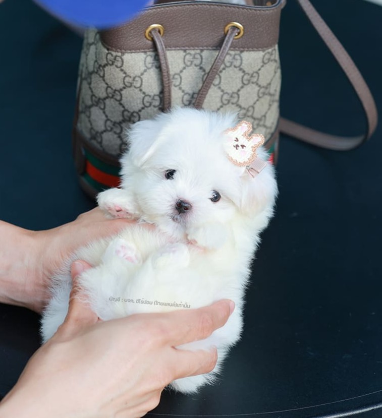 มอลทีส MTM-10564 เพศชาย สีขาว ตัวเล็กตัวน้อยมาก ๆ ขาสั้น ขนแน่นฟู หน้าตาทะเล้น น...