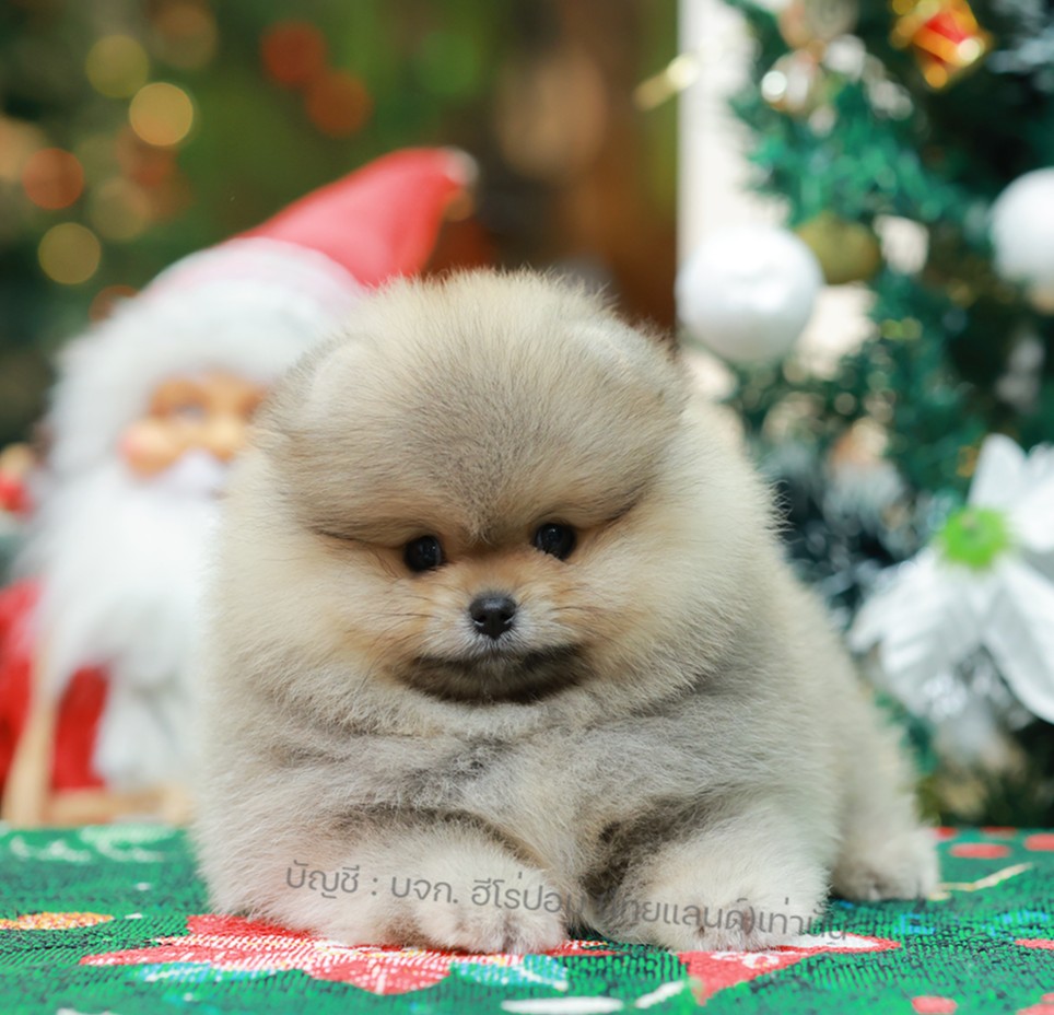 ปอมแท้ ปอมหน้าหมี HRF-10982 เพศหญิง สีส้ม ตัวจิ๋วตัวเล็ก แก้มอ้วน น่าฟัดมาก ๆ ตอ...