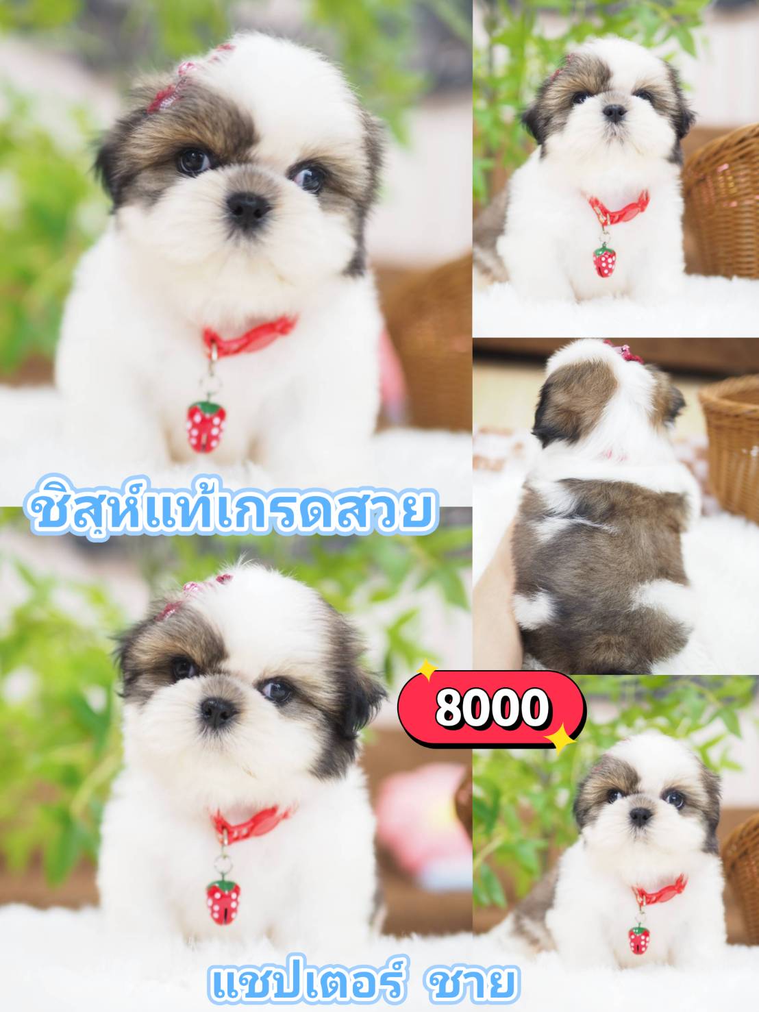 ชิสุ