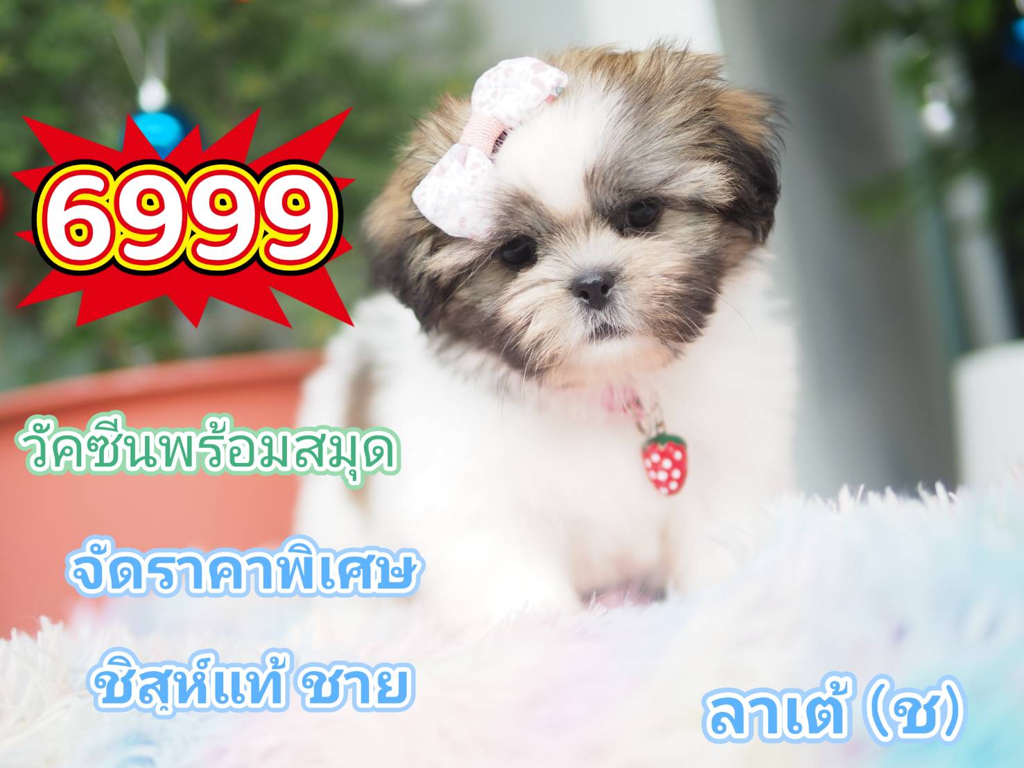 กิ๊ฟซ่า วัคซีน ลดได้