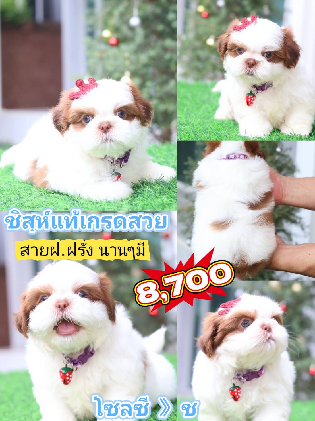 SHIHTZU KIBZAA