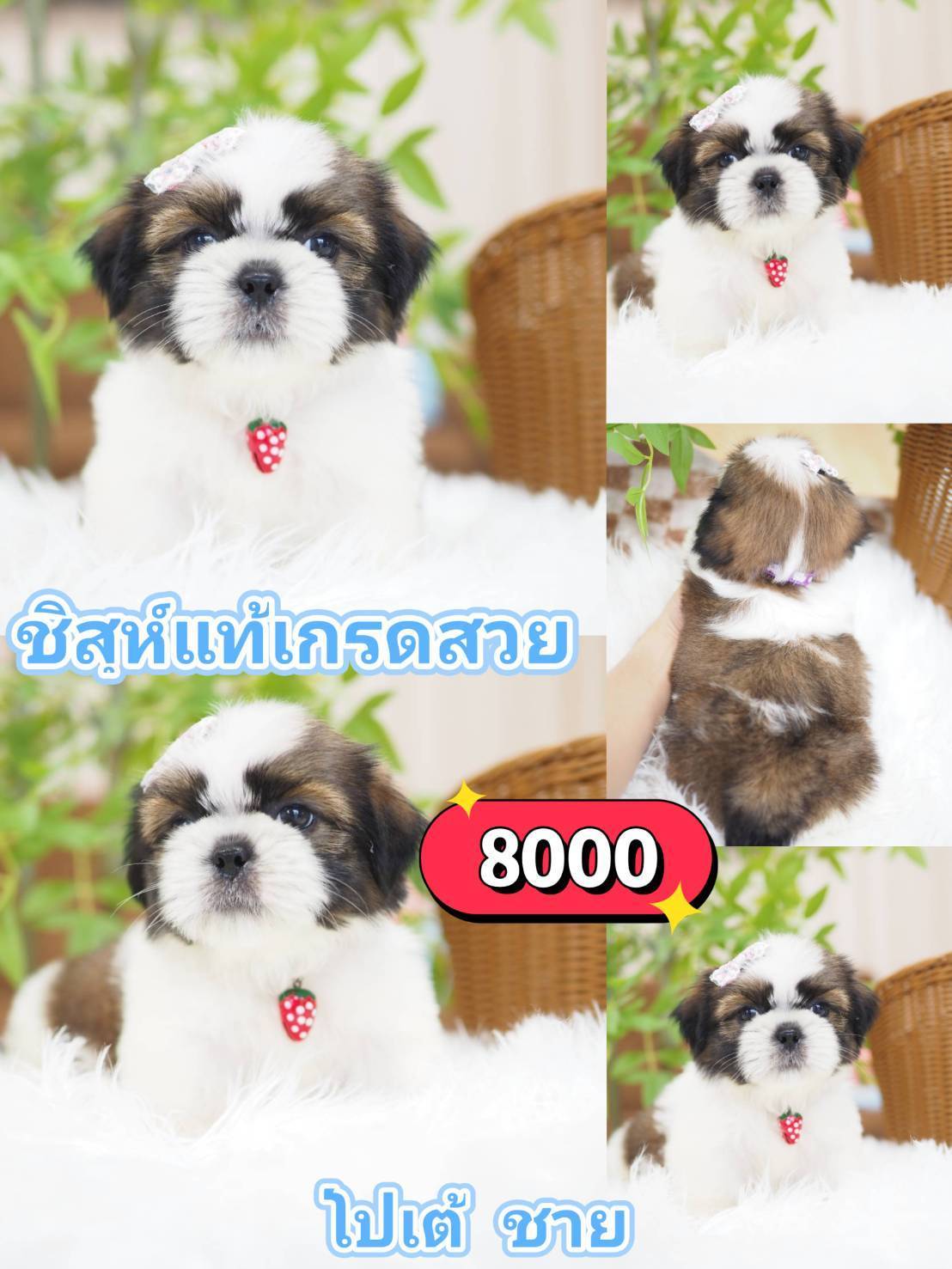 ชิสุห์แท้