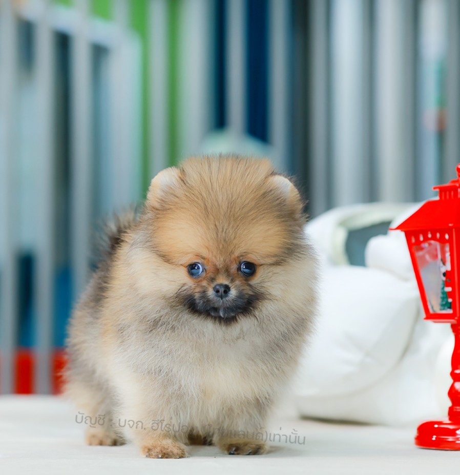 ปอมแท้ ปอมหน้าหมี HRM-10712 เพศชาย สีส้ม อายุ 2 เดือน ขนแน่น ขาใหญ่ กินเก่ง หน้า...
