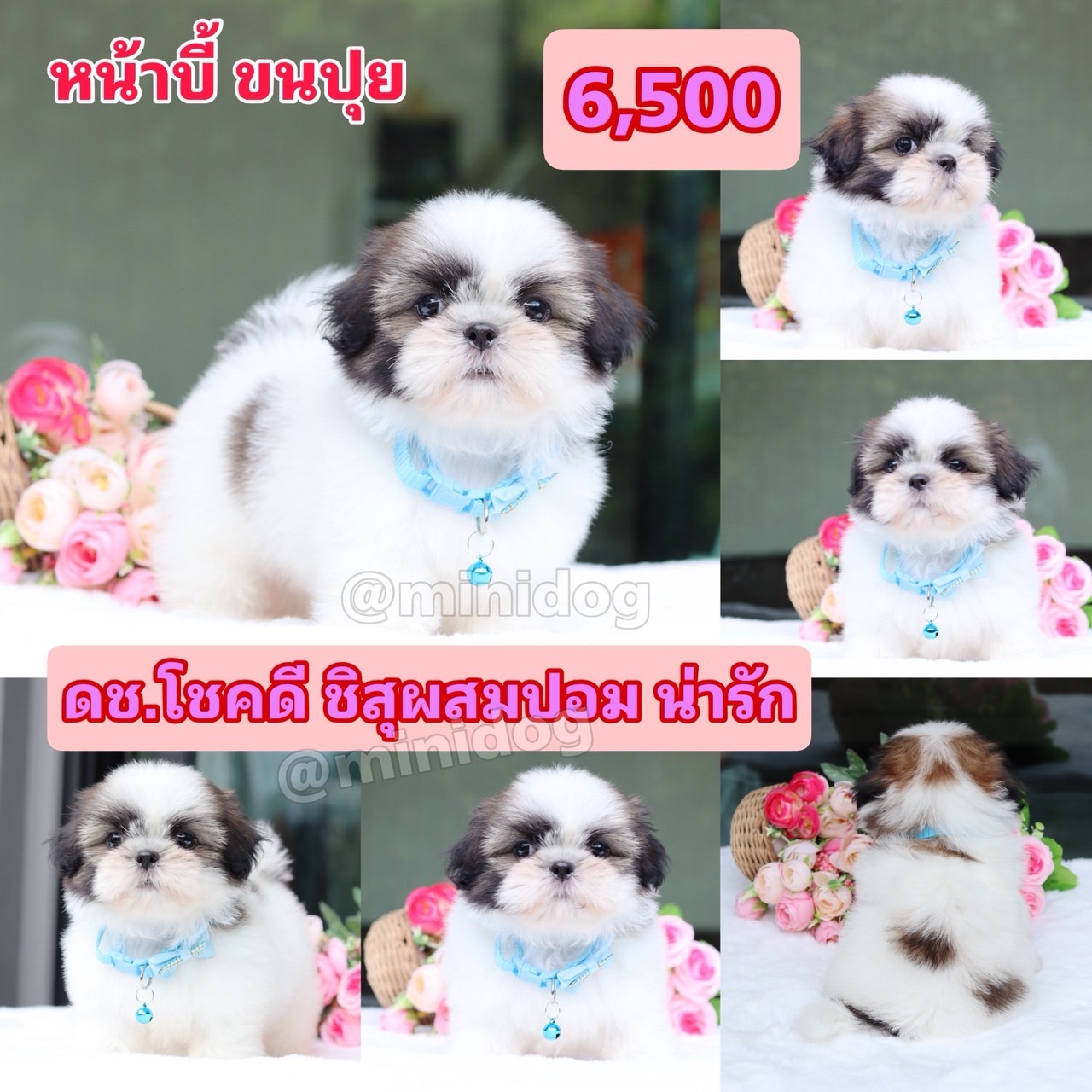 ชืสุผสมปอม