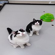 เปิดจองหนุ่มหล่อสาวสวยสก๊อตติช สินสอดถูกสุดคะ