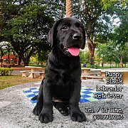 ลาบราดอร์ รีทรีฟเวอร์ ฟอร์มสวย โครงสร้างดี