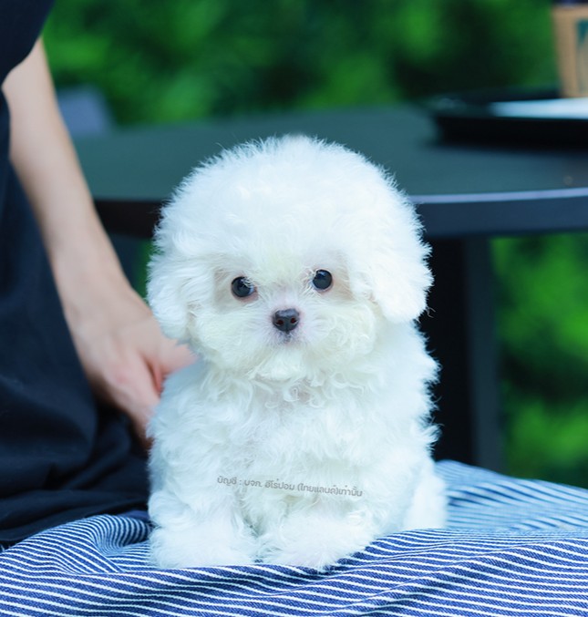 บิซอง ฟริเซ่ BCF-56077 เพศหญิง สีขาว อายุ 2 เดือน ตัวเล็ก ขาสั้น หน้าสั้น ขนแน่น...