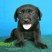 Black labrador Thai champion son