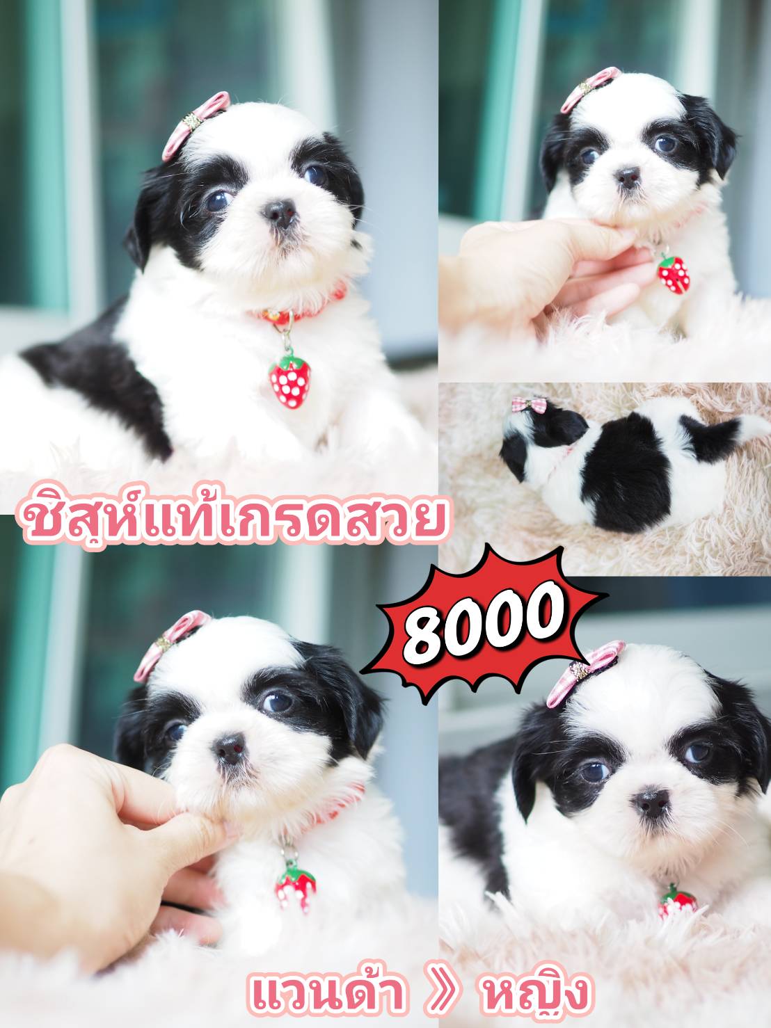 Shihtzu