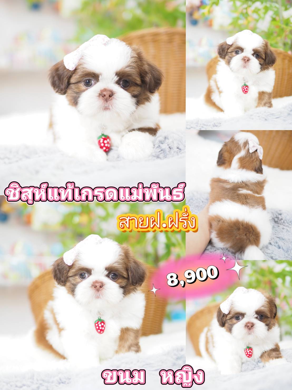 ชิสุ
