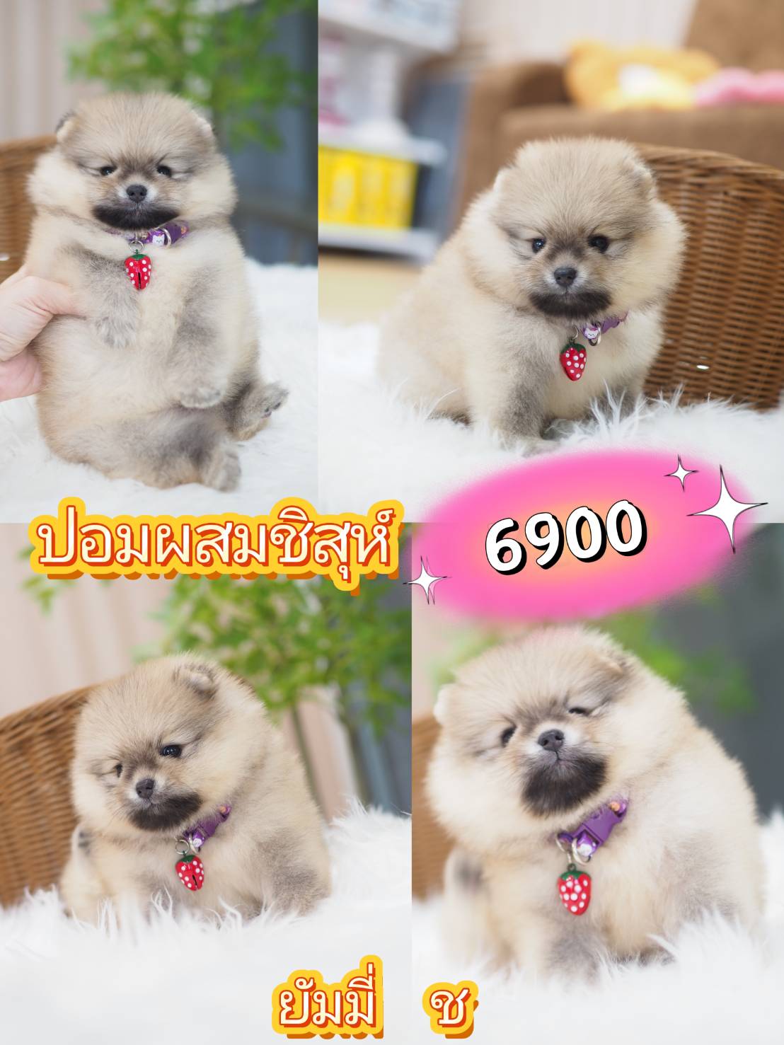 Pom