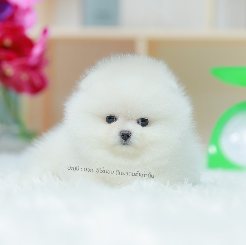 ปอมแท้ ปอมเมอเรเนียน HRF-68126 เพศหญิง สีขาว อายุ 2 เดือน หน้าตาน่ารัก ขาสั้น ขน...