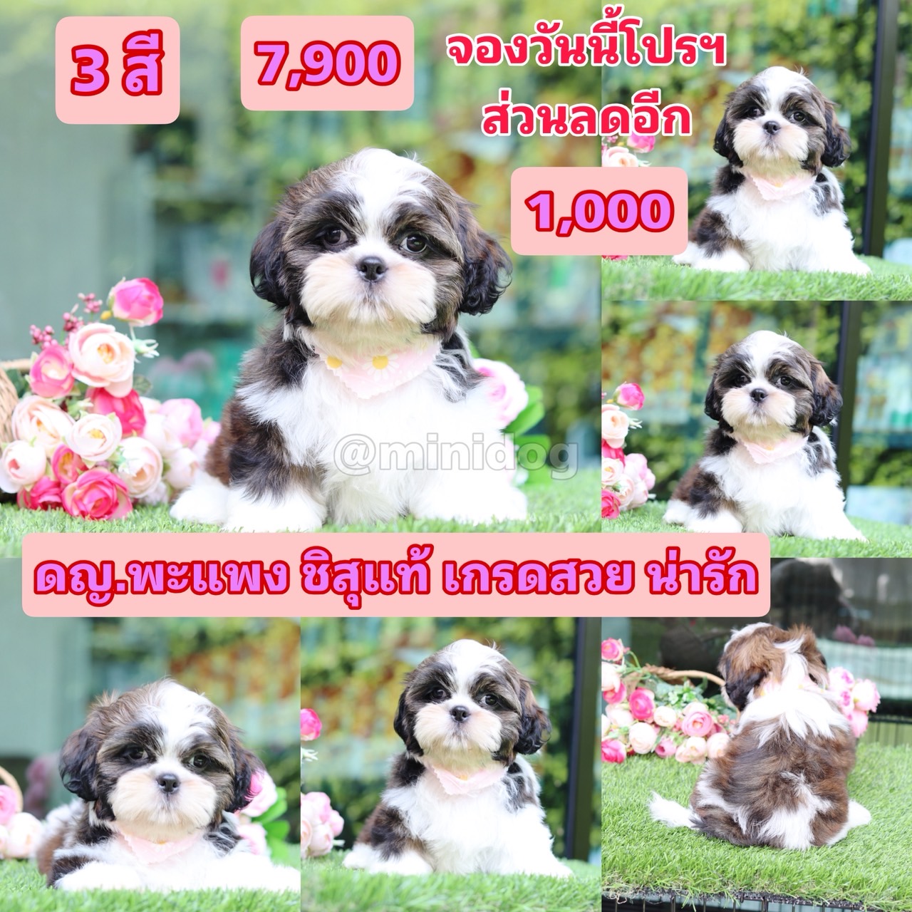 ชิสุแทัเกรดสวย
