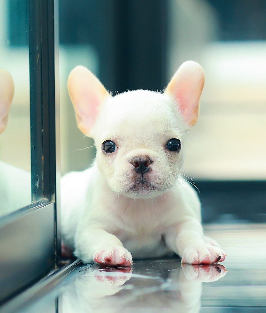 เฟรน บลูด็อก FHF-26237 เพศหญิง สีขาว อายุ 2 เดือน ตัวเล็ก ขาสั้น หน้าสั้น ขนแน่น...