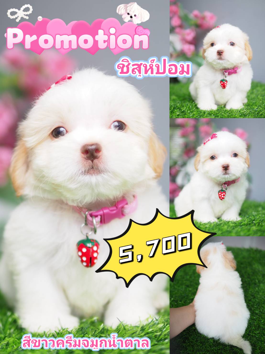 ชิสุปอม กิ๊ฟซ่า ขาวครีม ฝรั่ง