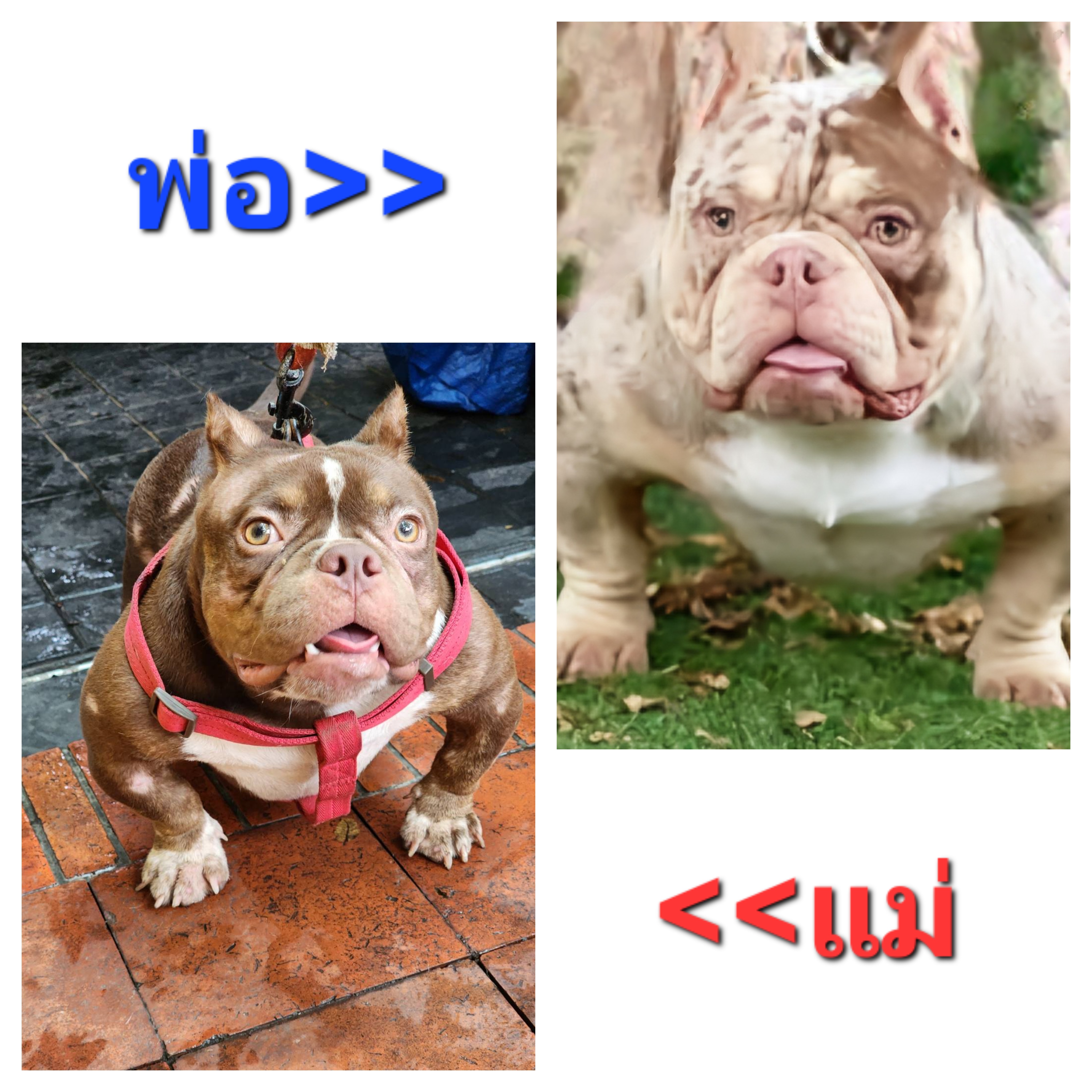 เปิดจองลูก Exotic Micro American Bully สายพันธุ์ดี พ่อสีเมอร์ แม่สีช็อกโกแลต เตี...