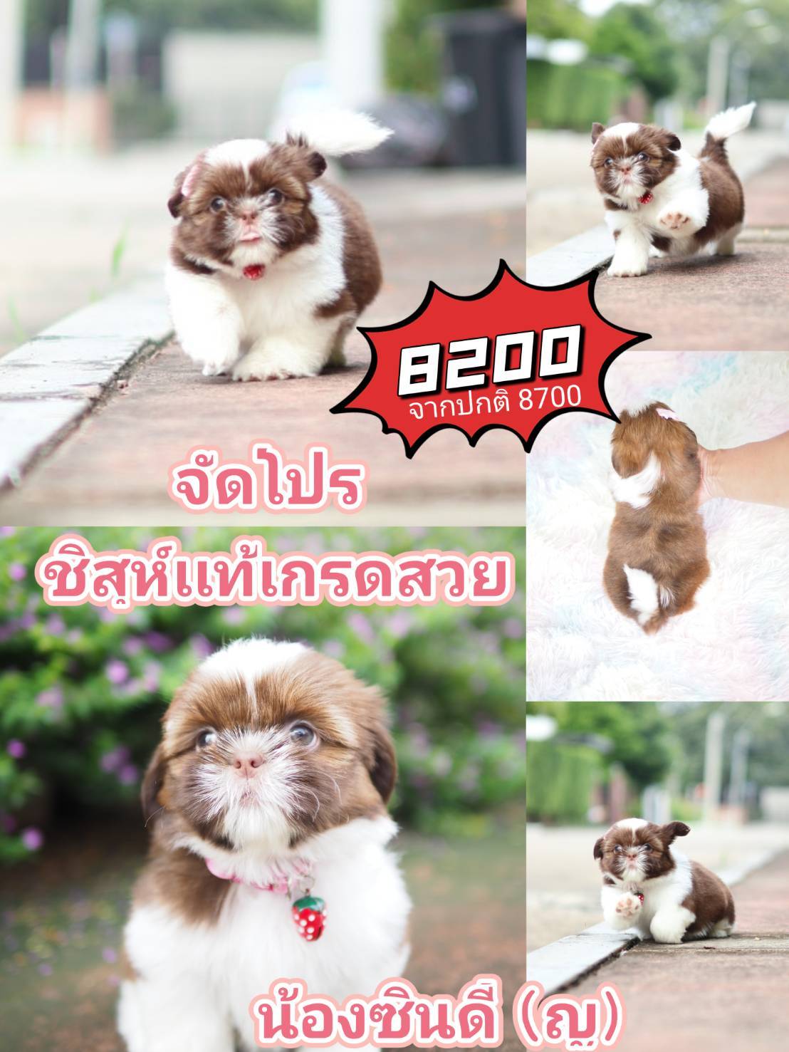 Shihtzu  กิ๊ฟซ่า ชิสุห์แท้