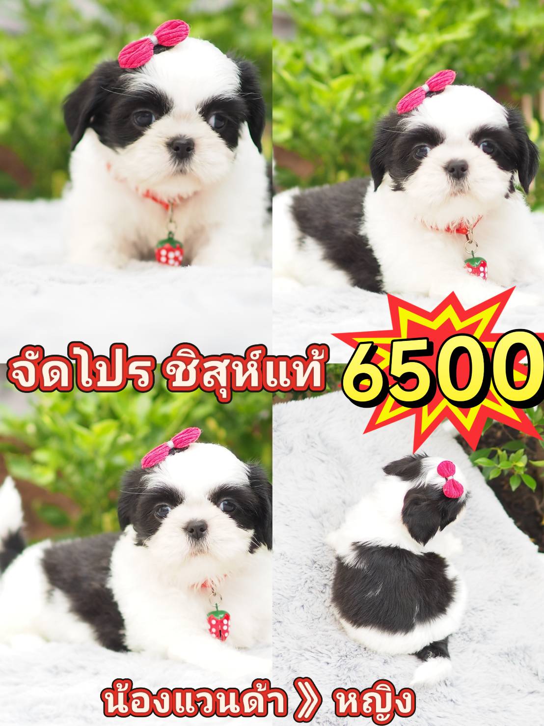 Shihtzu   6500