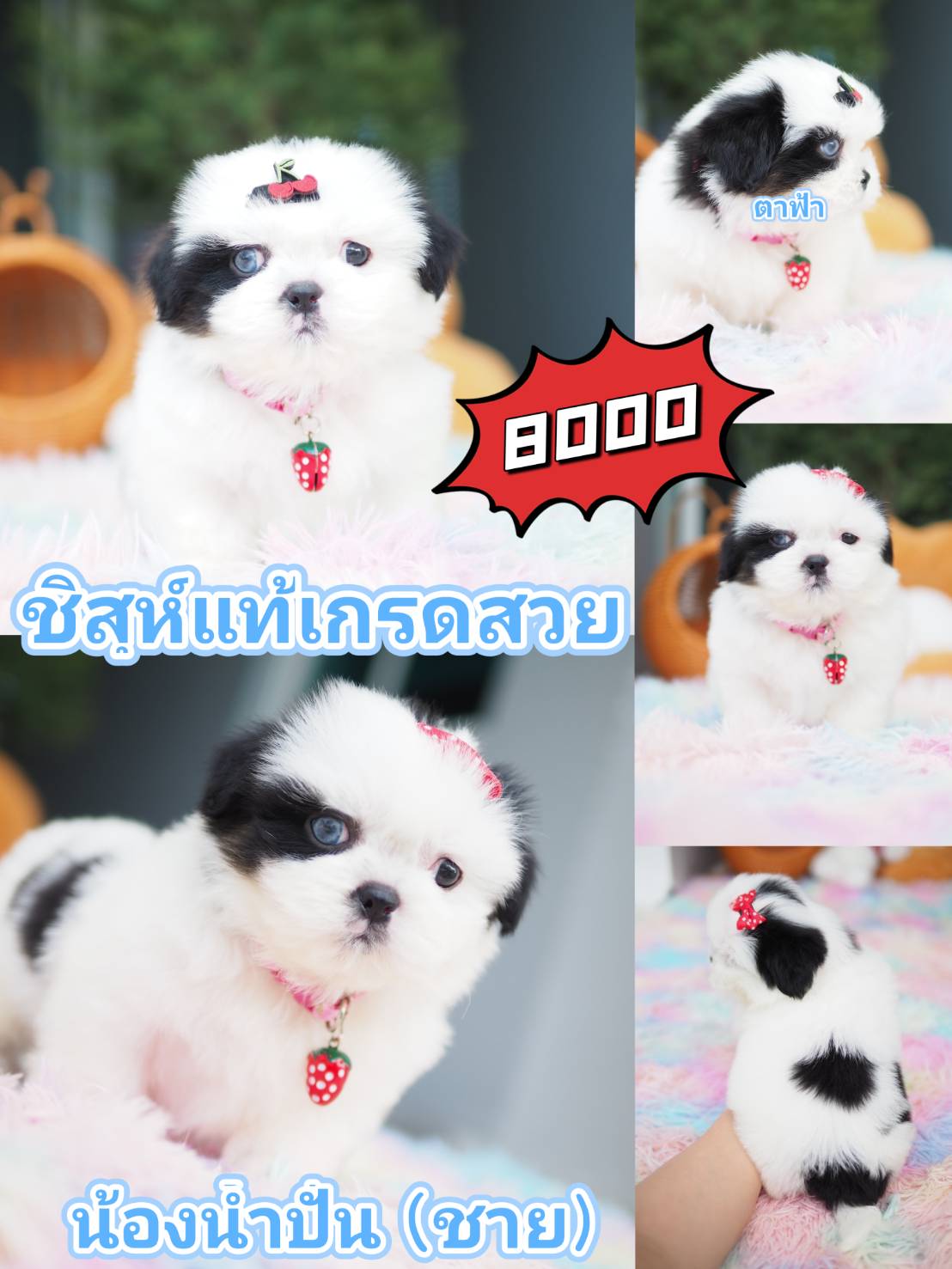กิ๊ฟซ่า พร้อมส่วนลด