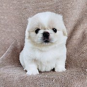 ปักกิ่งแท้รับเราชนะline::happyshihtzu4289