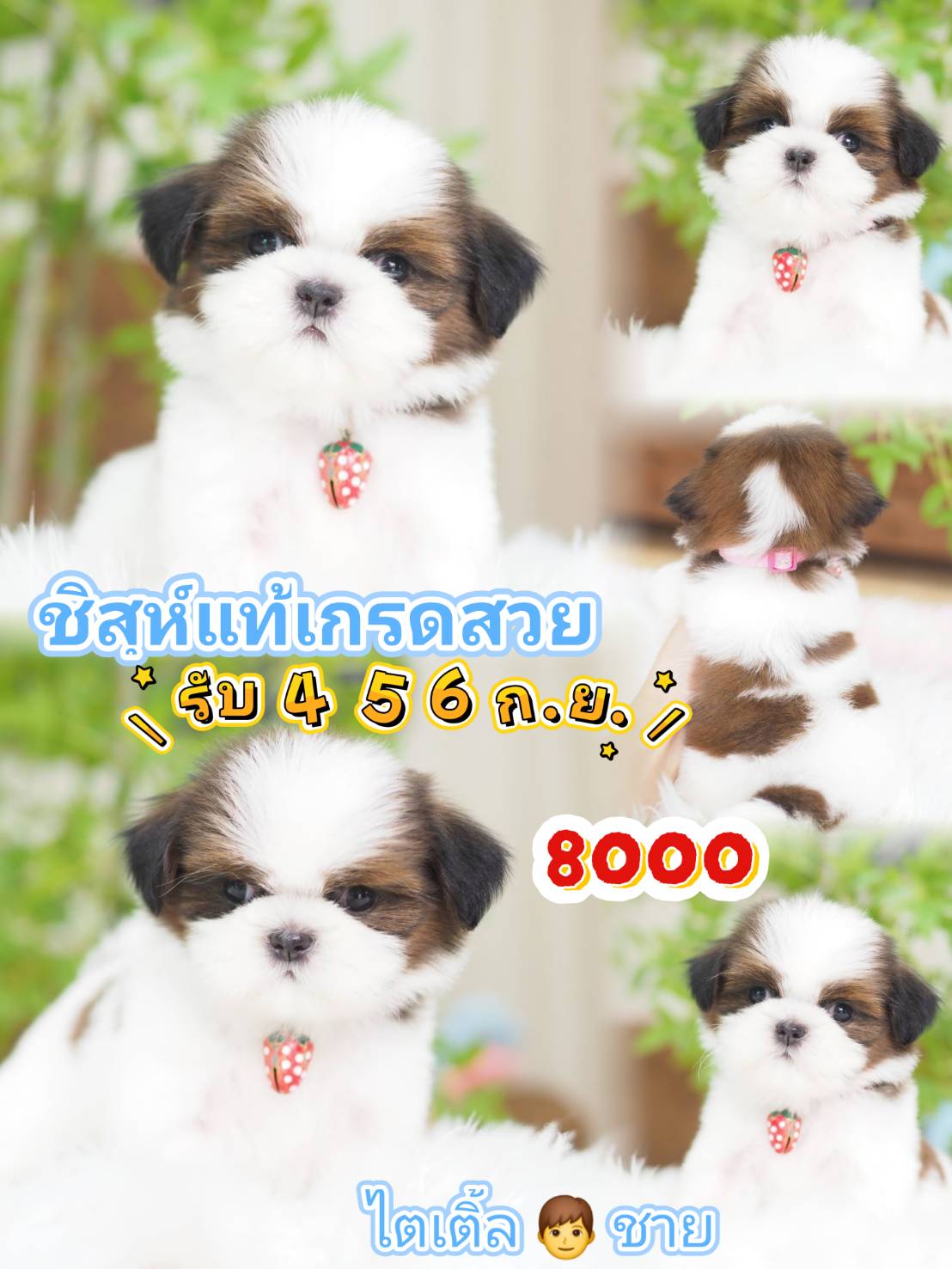 Shihtzu
