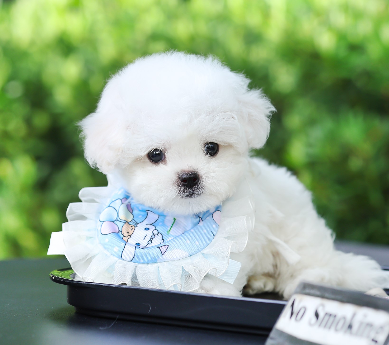 มินิบิชอง BCM-56604 เพศชาย สีขาว อายุ เดือน หน้าตาน่ารัก ขาสั้น ขนแน่นฟู ขี้เล่น...