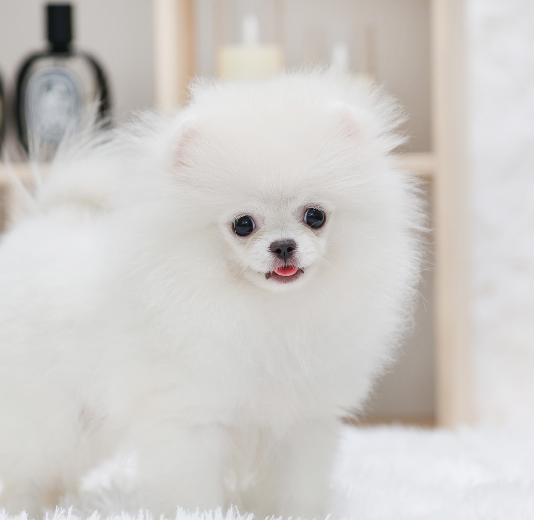 ปอมแท้ ปอมเมอเรเนียน HRM-50569 เพศชาย สีขาว อายุ 2 เดือน หน้าตาน่ารัก ขาสั้น ขนแ...