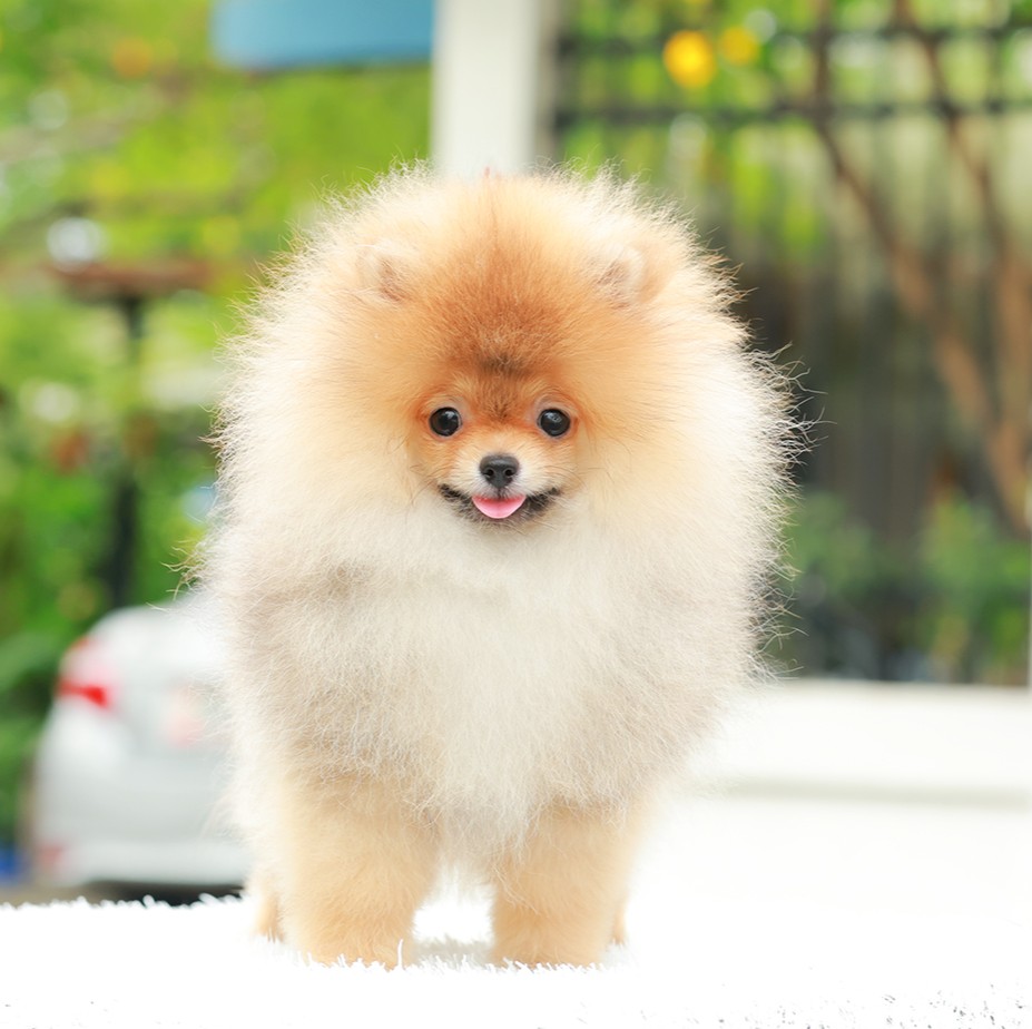 ปอมแท้ ปอมหน้าหมี HRM-10789 เพศหญิง สีส้ม อายุ 2 เดือน ขนแน่น ขาใหญ่ กินเก่ง หน้...