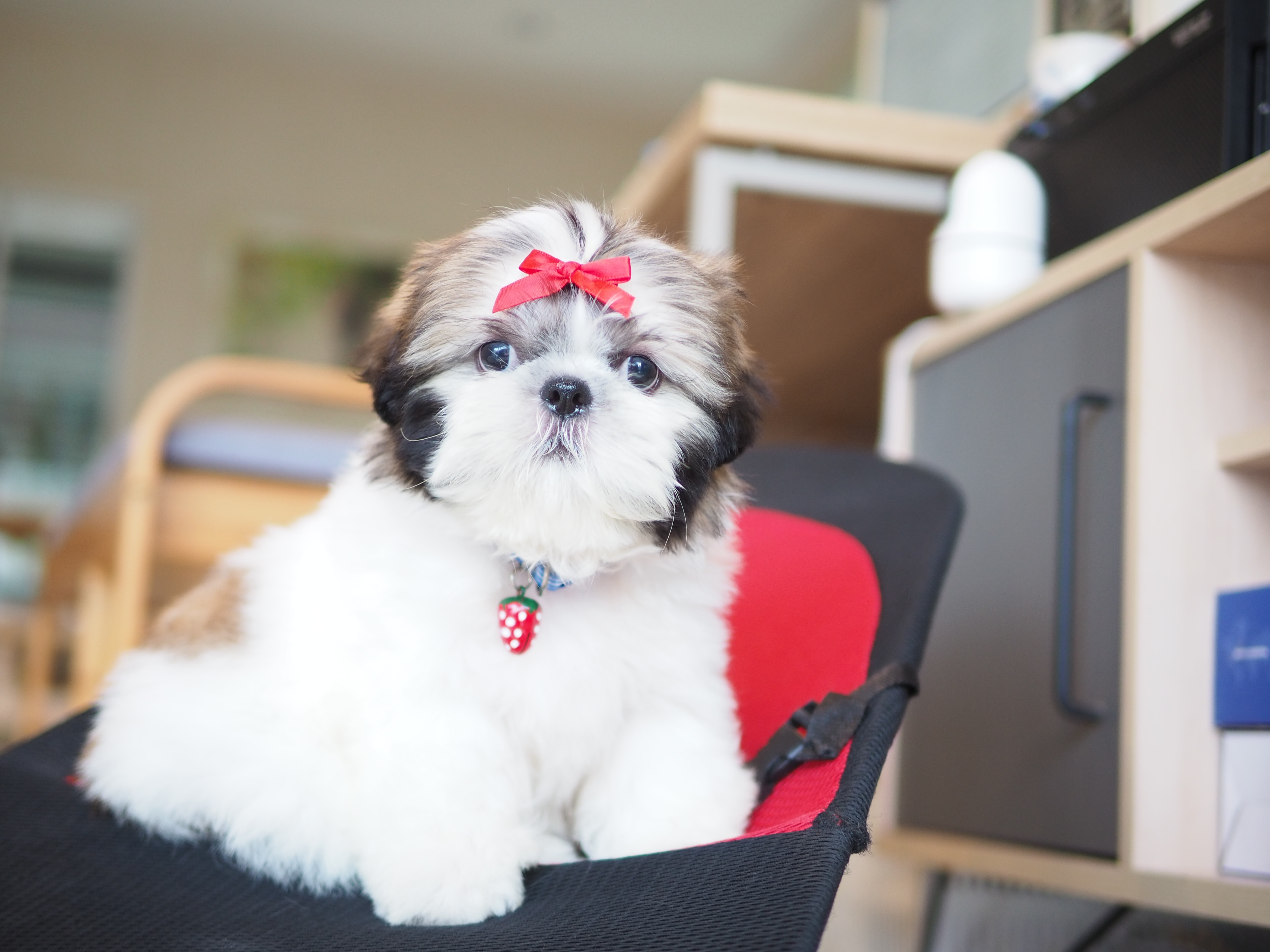 Shihtzu