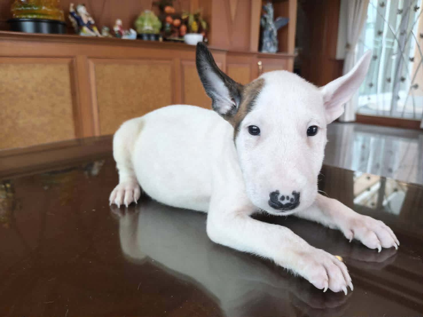Standard Bull Terrier (สแตนดาร์ด บูลเทอร์เรีย)
