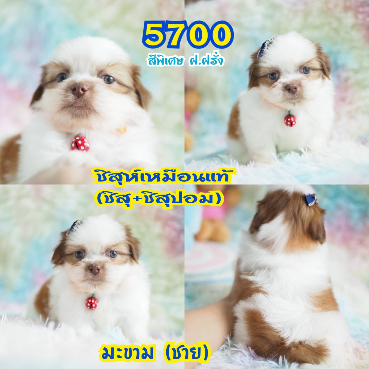 ❤️กิ๊ฟซ่า มีแต่สวยๆ