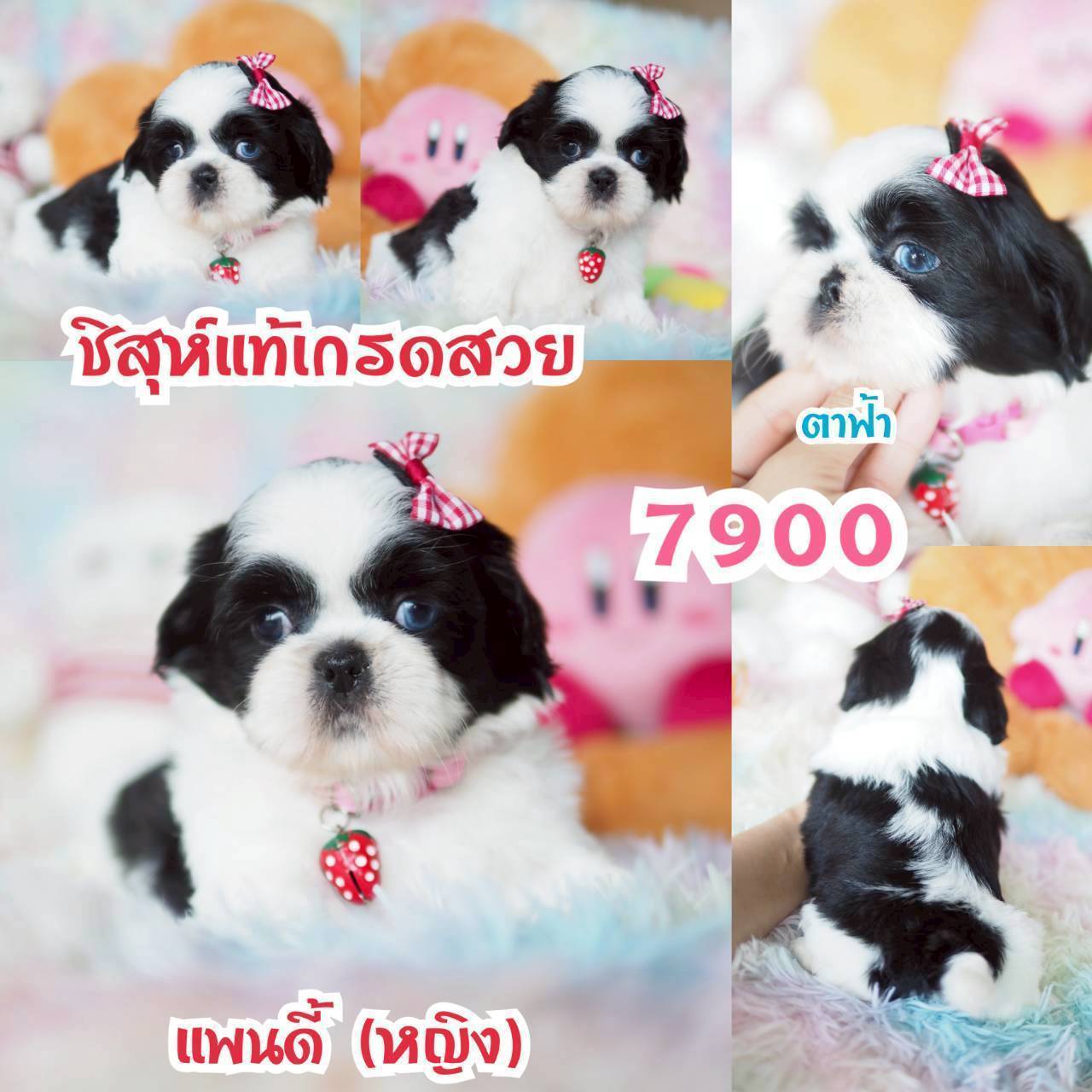 กิ๊ฟซ่า ชิสุแท้ จัดโปร