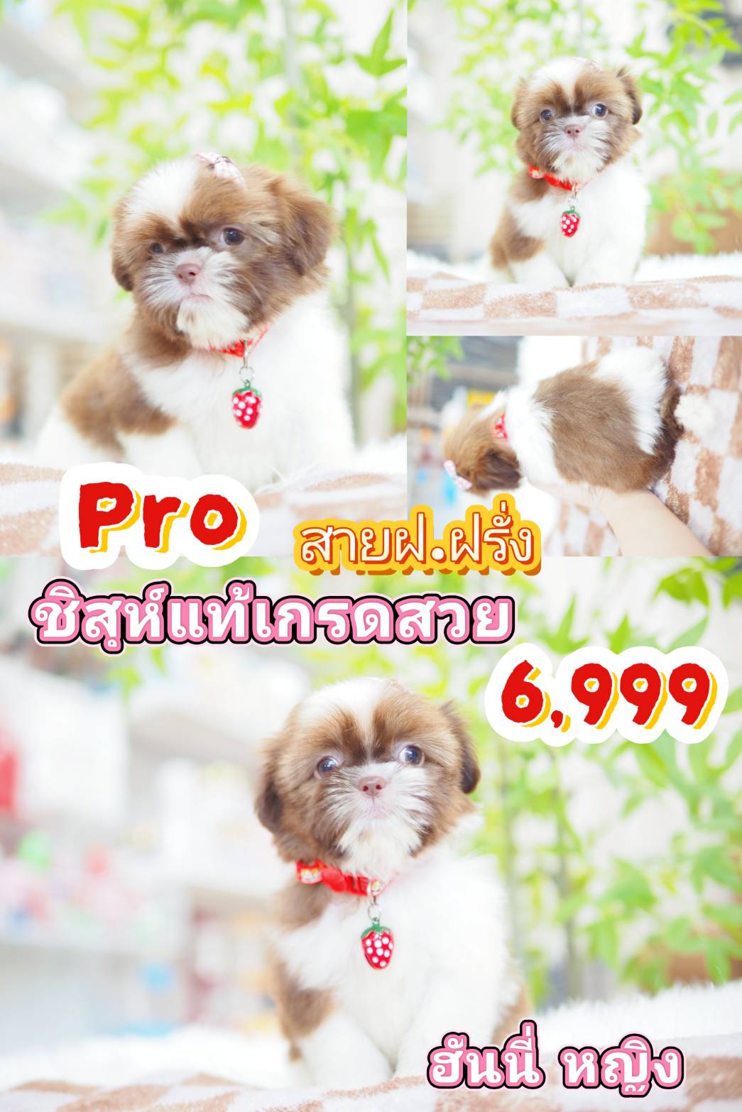 ชิสุแท้ 6999
