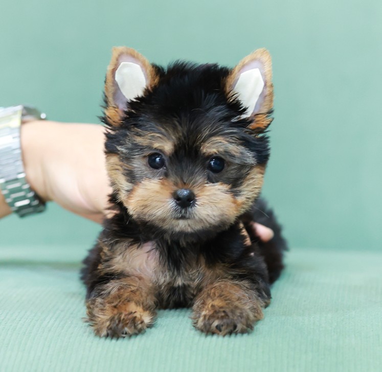 ยอร์คเชียร์ เทอร์เรีย HYM-50611 เพศชาย สีแบล็คแทน อายุ 2 เดือน ตัวเล็ก ขาสั้น หน...