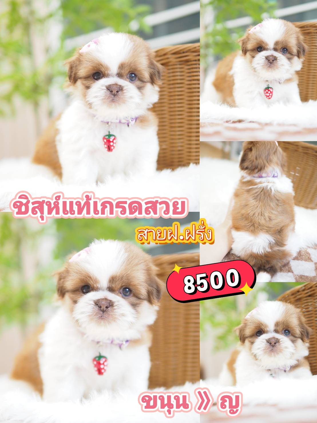 Kibzaa shihtzu