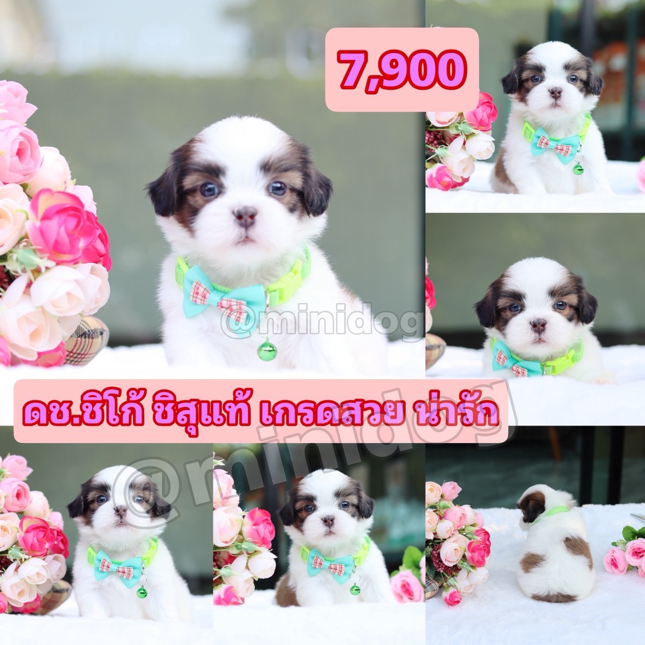 ชิสุแท้เกรดสวย