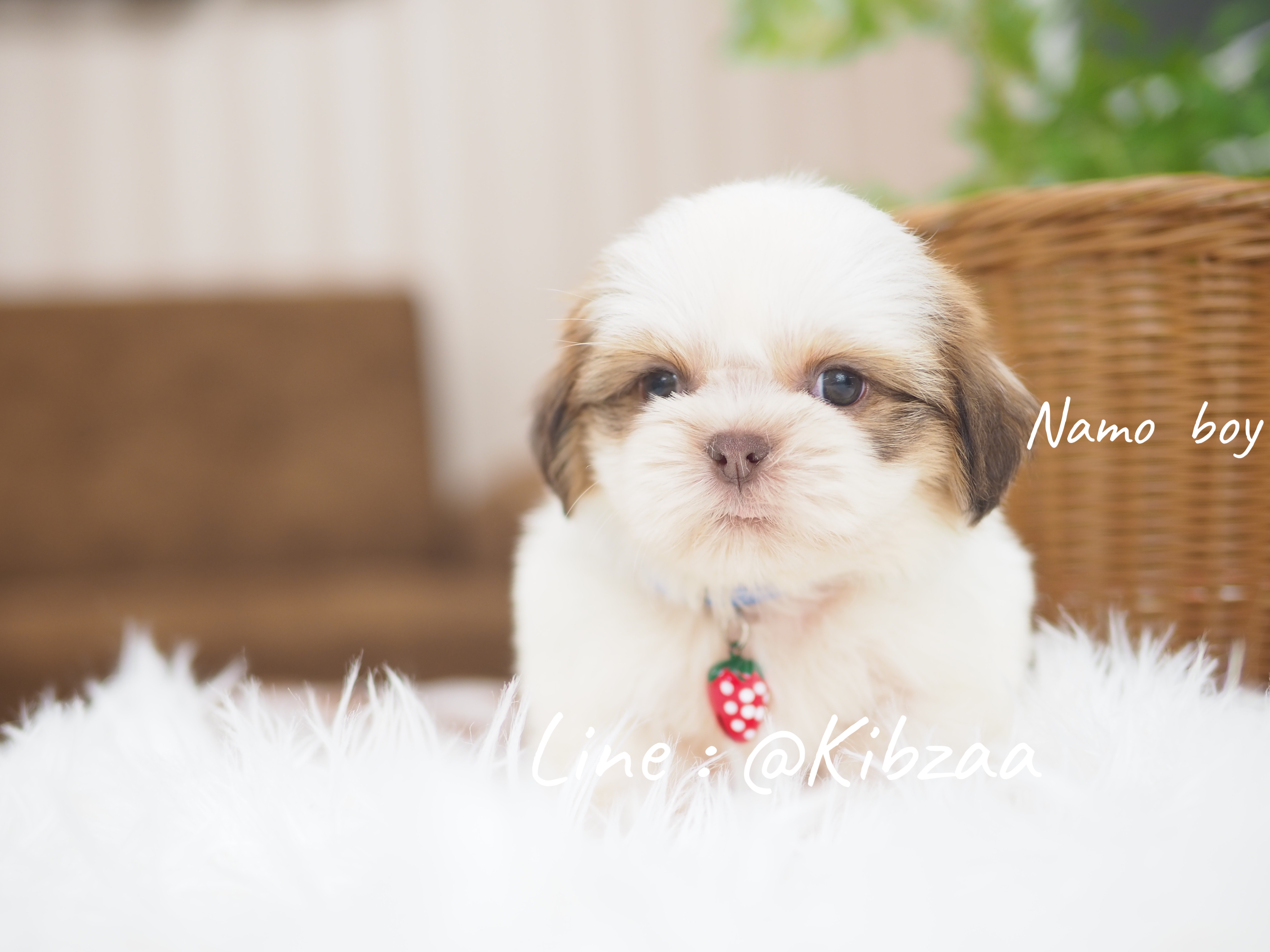 Shihtzu