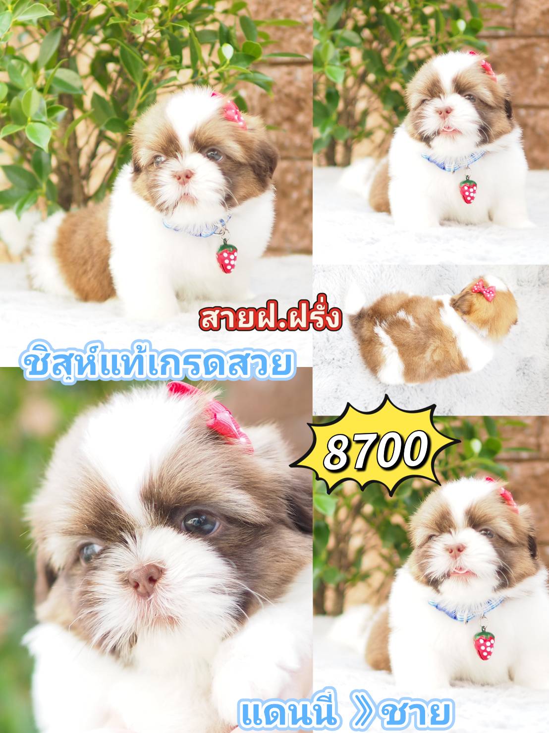 Shihtzu
