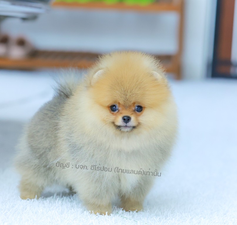 ปอมแท้ ปอมหน้าหมี HRF-10949 เพศหญิง สีส้ม ตัวจิ๋วตัวเล็ก แก้มอ้วน น่าฟัดมาก ๆ ตอ...