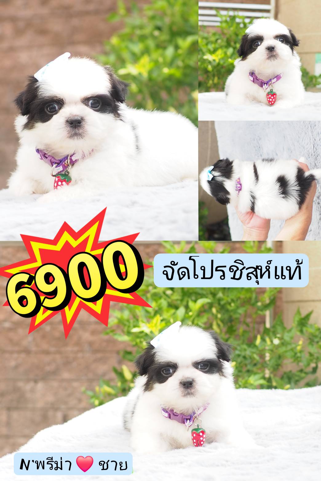 ชิสุห์จัดโปร 6900