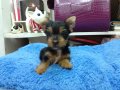 ขายลูกสุนัขยอร์คเชียร์ (N’ DRAGONS)