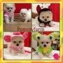 Pommyfarm จำหน่ายลูกปอมเมอเรเนียน หน้าหมี ขนแน่น โครงสร้างดี ฉีดวัคซีนแล้ว