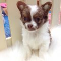 ขายลูกสุนัขชิวาวาขนยาว (N’ มิกิ)