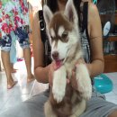 ขายไซบีเรียน เพศเมีย สีคอปเปอร์ ตาอัลมอนด์ อายุ 50 วัน